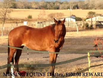 MISSING EQUINE Drifter, $100.00 REWARD  Near Humble, TX, 77396